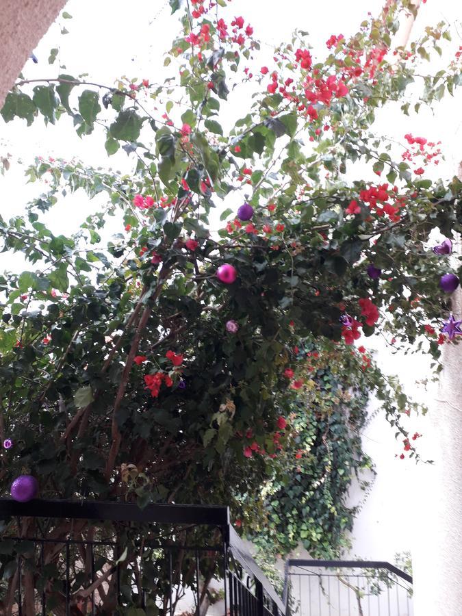 Aegina'S Flowers House المظهر الخارجي الصورة